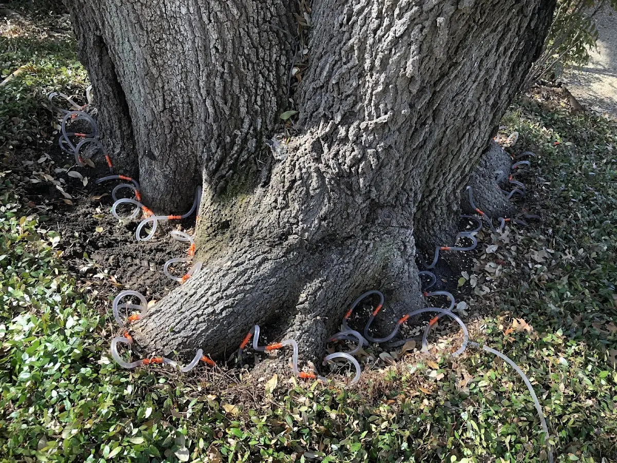 Detailed Tree Cabling and Bracing job site in Defuniak Springs