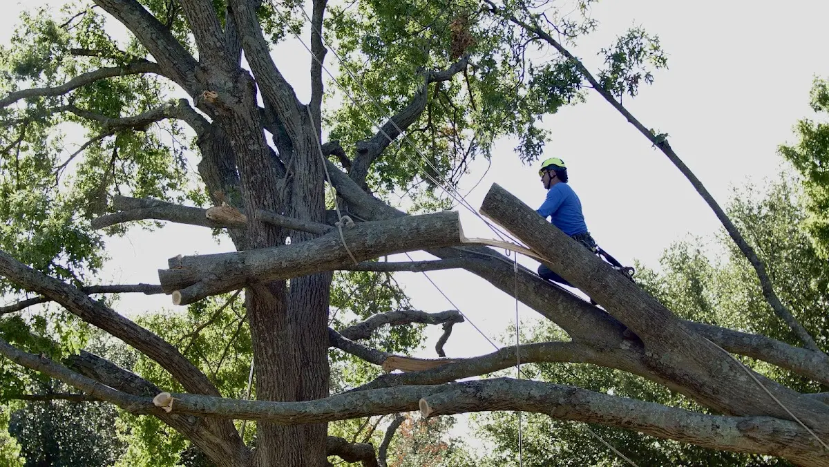 Professional Crown Thinning performed by certified arborists in Defuniak Springs