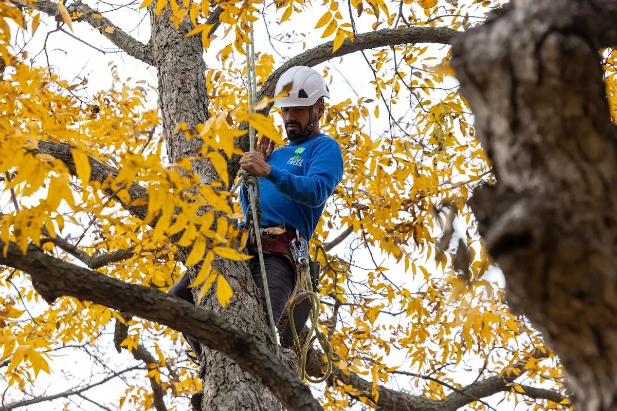 Skilled Tree Pruning crew working in Defuniak Springs