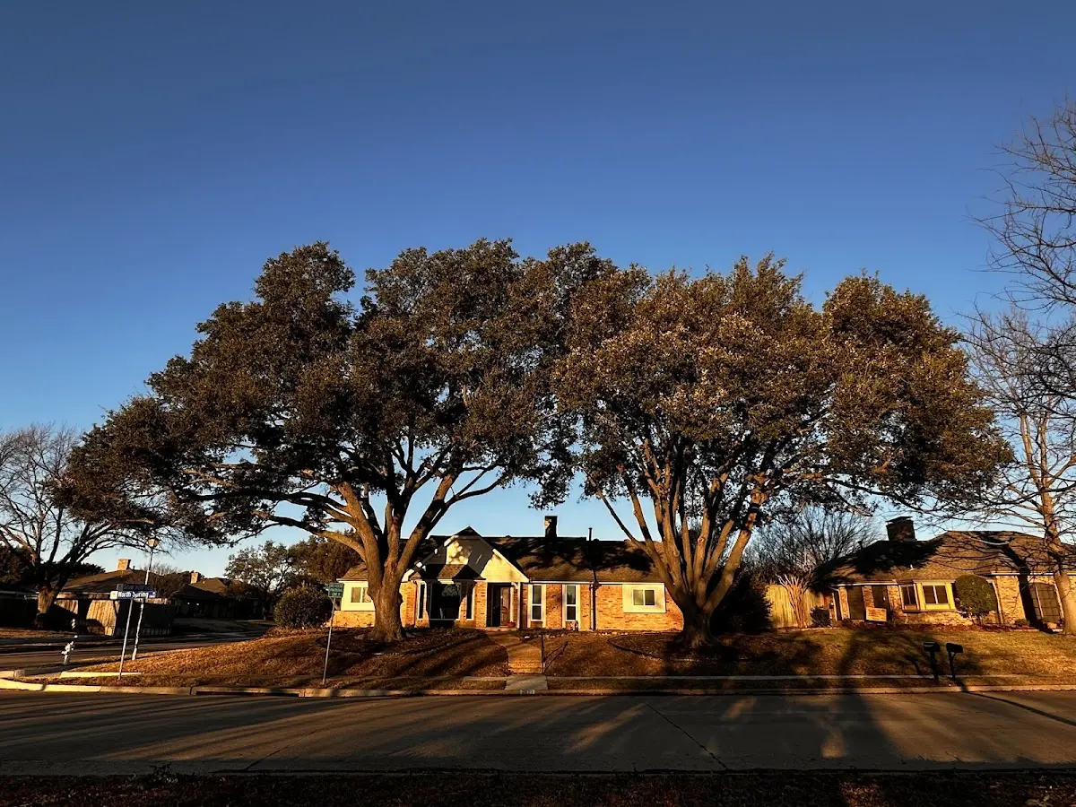 Established residential canopy tree shading a home in Defuniak Springs